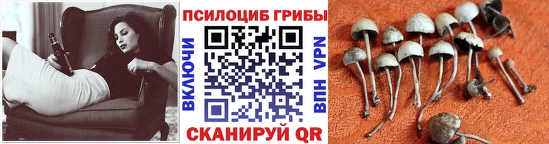 блэк спрут зеркало  Рубцовск  Галлюциногенные грибы GOLDEN TEACHER 
